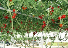 10 Giant  Red Tomato Tree Seeds-1123 - £3.12 GBP