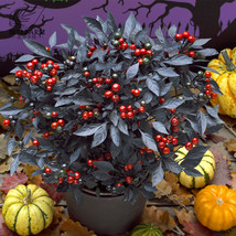 BELLFARM &#39;Onyx&#39; Red Ornamental Pepper Bonsai 30 Seeds Edible Hot Chili for Home  - £3.86 GBP