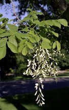 US Seller Cladrastis Lutea Yellowwood Tree Seeds New Fresh Seeds - £14.11 GBP