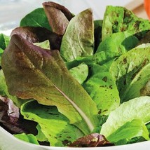 USA Seller Tricolor Romaine Mix Lettuce 500 Seeds Lactuca Sativa - $8.98