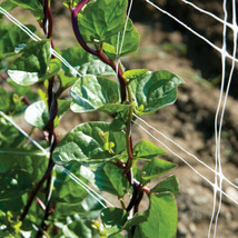 75 Seeds Red Stem Malabar Spinach Basella alba &quot;rubra&quot; Non-GMO USA - £10.99 GBP