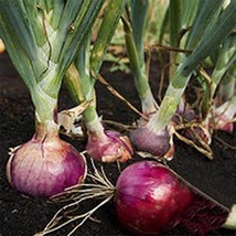 Semilir 300 Red Burgundy Onion Seeds Short Day Non Gmo Heirloom Fresh Fast Grow  - £6.78 GBP