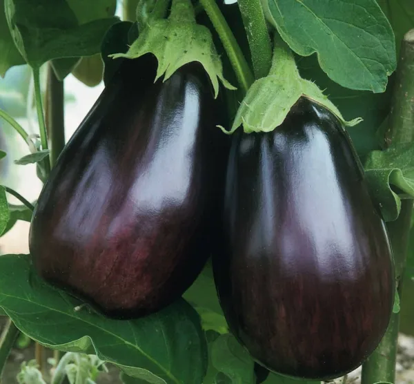 Black Beauty Eggplant 50 Seeds High Yield USA Seller Garden Fresh - £5.51 GBP