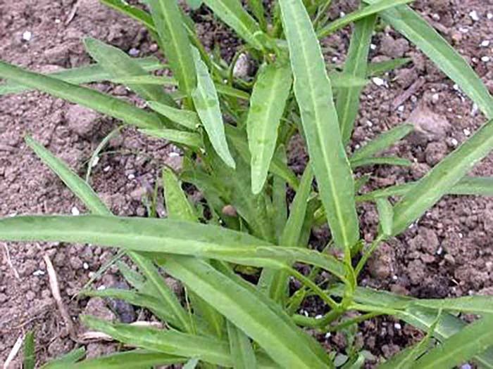 50 ps Water Spinach  $2.49, Seeds – Must-Have for Gardeners - $70.83 MXN