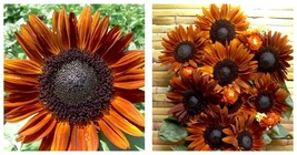 60 Seeds Terracotta Sunflower Seeds, Professional Pack International Ship - £19.74 GBP