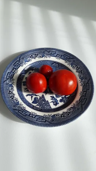 50 Arkansas Traveller Tomato Seeds Heirloom No Pesticides Prolific Fresh Garden  - £5.49 GBP