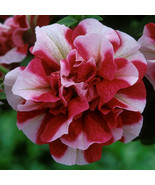 50 Double Red White Petunia Seeds Containers Hanging Baskets Window Box ... - $20.55 CAD