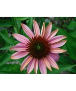 50 + Pink Sherbert Coneflower Seeds Echinacea Perennial Flowers Flower 1... - £7.51 GBP