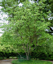SWEETBAY MAGNOLIA qt. pot  Laurel Magnolia, Swamp Magnolia - (Magnolia virginian image 4