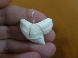 (S5-66) 1-1/4&quot; White TIGER SHARK Tooth silver wired pendant sharks necklace - £38.13 GBP