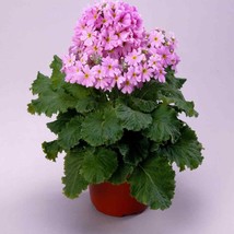 Fairy Primrose Seeds Primula Malacoides Pink Flower Seed 2000 Seeds Fresh Seeds  - £15.73 GBP