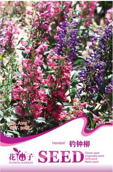 50 Seeds Mixed Beardtongues Penstemon Flowering Plant Seeds Fresh - $3.46