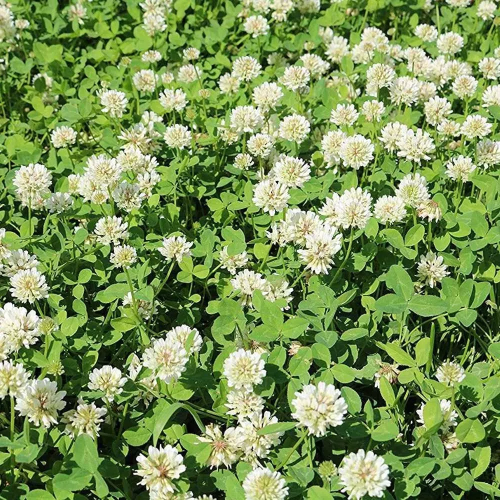 White Ladino Clover Seeds - Fast-Growing Forage Nitrogen Fixing Soil imp... - $15.09