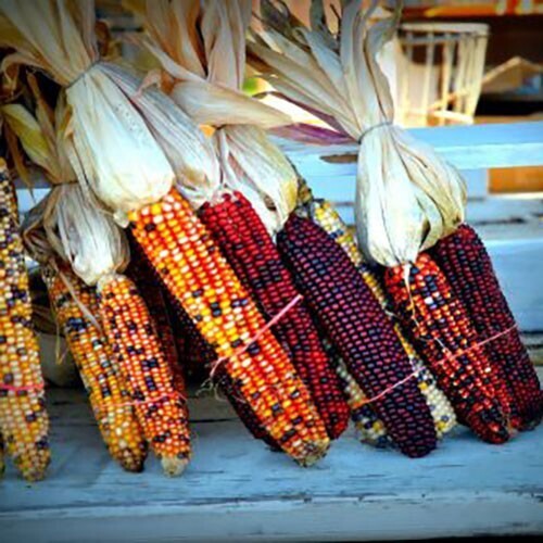 120 Indian Corn Seeds  - $13.76