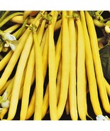 USA Seller Pencil Pod Yellow Wax Bean Seeds Easy Growing Butter Tender Eastern B - £7.43 GBP