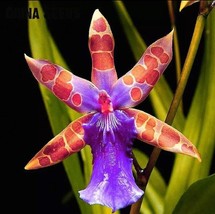 USA-Seller 50pcs Orchid Seed Flower Seeds Rare Home Garden Mixed Colors - £3.15 GBP