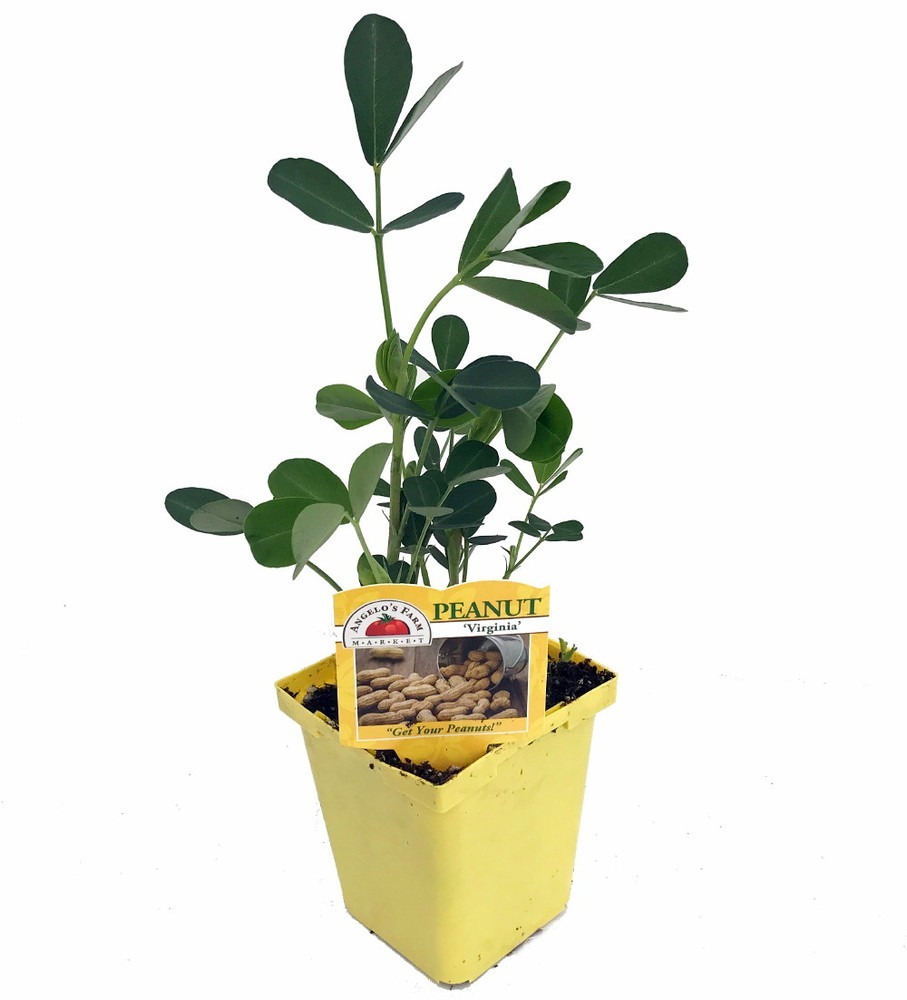 Potted Peanut Plant - Grow Your Own Goobers, Indoors/Out - Live Plant- 3... - $25.99