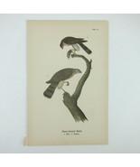 Bird Lithograph Print Sharp-shinned Hawk after John James Audubon Antiqu... - £15.97 GBP