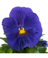 35 New Pansy Inspire Blue Velvet Seeds Long Lasting Flower Annual - $17.96