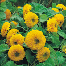 Giant Sunflower Teddy Bear 40 Seeds Beautiful - $13.11