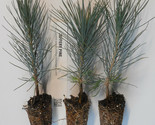 Jeffrey Pine Tree Seedlings - Landscape, Woodland or Bonsai - £12.87 GBP+