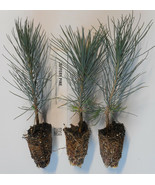 Jeffrey Pine Tree Seedlings - Landscape, Woodland or Bonsai - $29.72 CAD+