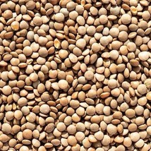 Brown Lentil Seeds Vegetable Asian Indian Daal Bean Chickpea Cover Crop Vegan Bl - £5.90 GBP