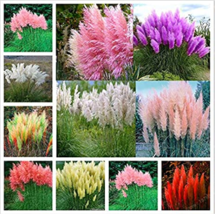 200 Seeds Mixed Colors Pampas Grass Plant Bonsai Balcony Grass Fresh - £4.72 GBP