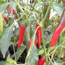 Hot Pepper Kor EAN Dark Green, 25 Seeds R - £11.28 GBP