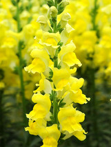 500 Seeds Tall Dark Yellow Snapdragon Flower Seeds - £5.09 GBP