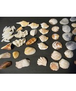 Seashells 1 1/2lb mixed & assorted seashells for aquarium, crafting, display etc - £10.85 GBP