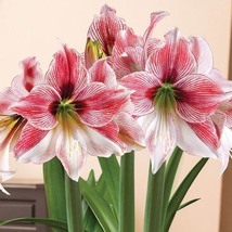 Amaryllis, Chinese Flower Flores, 100 SEEDS D - £11.28 GBP