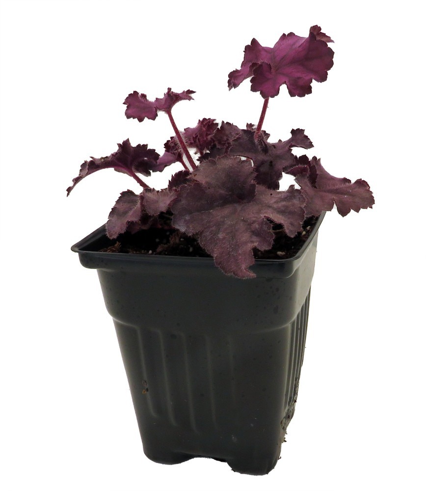 Grande Amethyst Coral Bells Heuchera 4&quot; Pot - $33.99