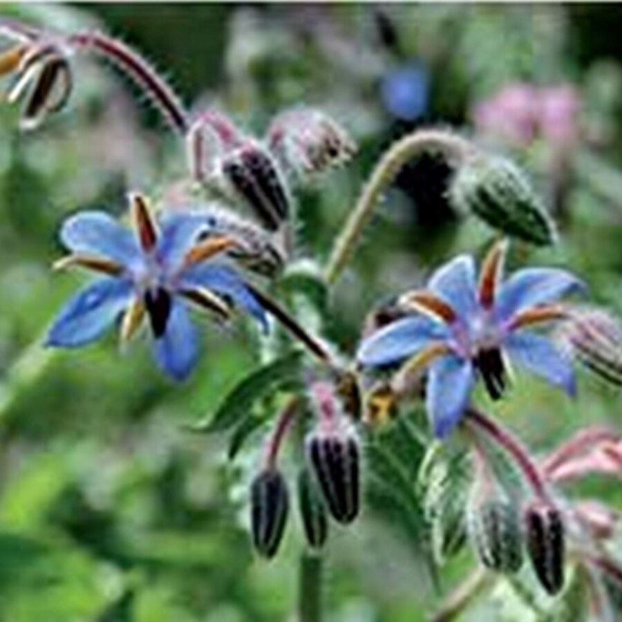 Borage Herb Culinary &amp; Edible Flowers Fresh Gardening - $16.96