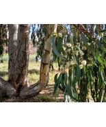 25 Red Forest Gum Tree Eucalyptus Tereticornis Blue Grey Mountain Bulk Seeds - $11.75