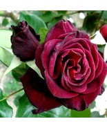 Black Bacara Rose Bush 50 or 100 Seeds~Rare-Free Shipping-USA Seller - €2,87 EUR+