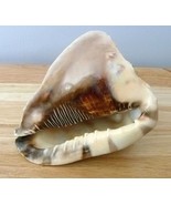 King Helmet Shell 6 - 6 3/4&quot; Cassis Tuberosa beach decor wedding theme o... - $650.85 MXN