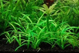 Carpet Aquarium Plants Dwarf Sagittaria Subulata - £23.58 GBP