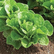 1000 Parris Island Cos Lettuce Seeds Heirloom Seed 2024 Non-Gmo Fresh Garden - $6.34