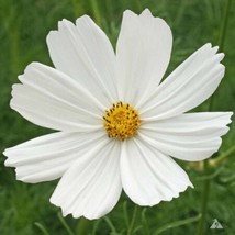 Fresh New Cosmos Purity flower seed Stunning White Gorgeous 30 seeds USA Special - £10.44 GBP