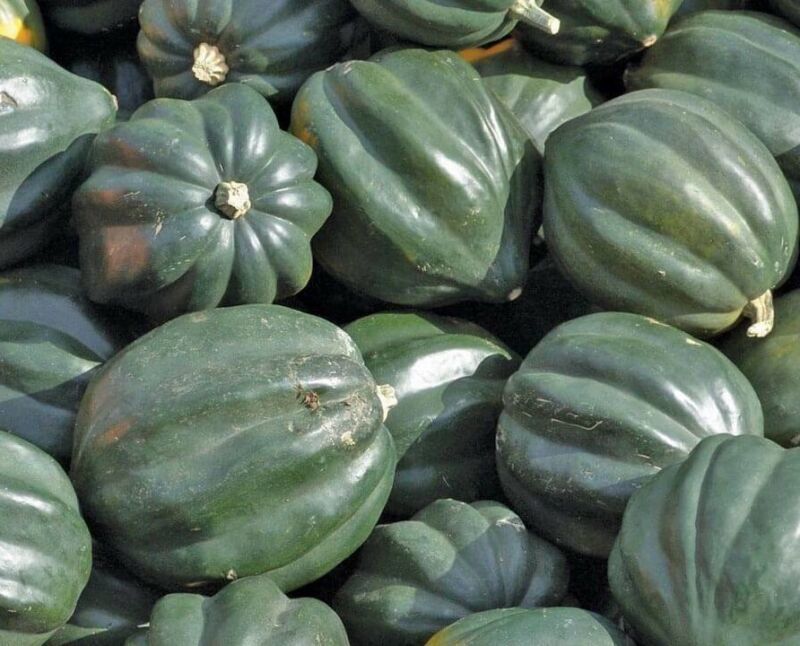 CLK ACORN SQUASH SEEDS 20+ TABLE KING BUSH WINTER SQUASH Vegetable GARDE... - $3.15