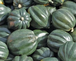 CLK ACORN SQUASH SEEDS 20+ TABLE KING BUSH WINTER SQUASH Vegetable GARDE... - $3.15