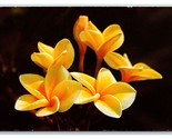 Giallo Plumeria Fiore Fiori Hawaii Hi Cromo Cartolina V9 - $3.03
