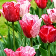4 or 8 TULIP HEMISPHERE | Flowers from White to Red | FREE SHIPPING!!!!!!! - $9.89+