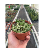 Succulent 'String of Pearls' Variegated - $15.99+