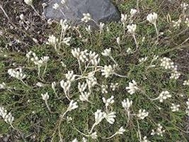 50 Pussytoes (Anntenneria dioica) Seeds - $8.99