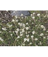 50 Pussytoes (Anntenneria dioica) Seeds - €7,83 EUR