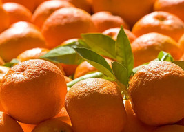 5 Seville Orange Seeds Planting USA Gardening - $7.96