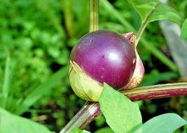 50 Purple De Milpa Tomatillo Seeds Easy Summer Vegetable Garden Container - £14.05 GBP