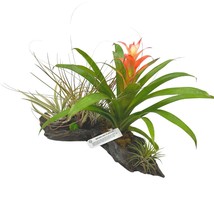 Large Bromeliad Driftwood Planter, Assorted Flowering Bromeliads in Natural Wood - £41.06 GBP